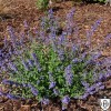 Nepeta x faassenii 'Junior Walker' - Faasseni naistenõges 'Junior Walker' P9/0,55L